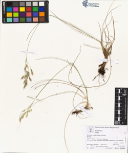 Bromus condensatus Hackel