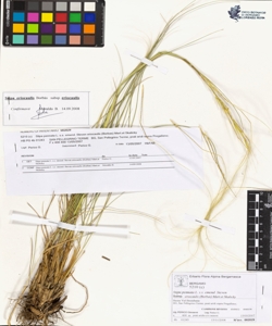 Stipa pennata L. s.s. emend. Steven subsp. eriocaulis (Borbas) Mart.et Ska