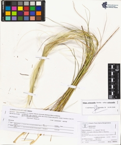 Stipa pennata L. s.s. emend. Steven subsp. eriocaulis (Borbas) Mart.et Ska