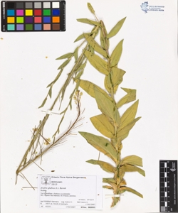 Arabis glabra (L.) Bernh.