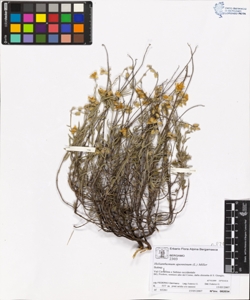 Helianthemum apenninum (L.) Miller