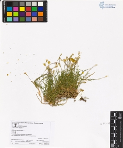 s¿lene saxifraga L.