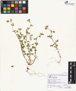 Medicago minima (L.) Bartal. var minima