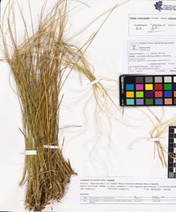 Stipa pennata L. s.s. emend. Steven subsp. eriocaulis (Borbas) Mart.et Ska