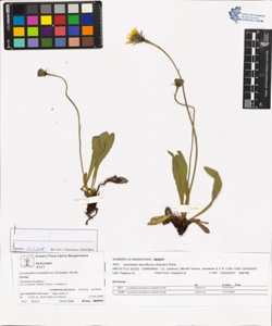Leontodon tenuiflorus (Gaudin) Rchb.
