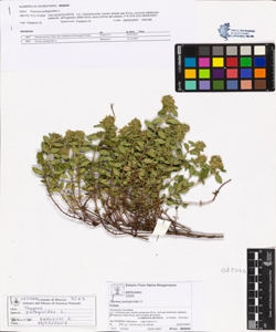 Thymus pulegioides L.