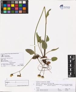 Hieracium gr. murorum Auct.