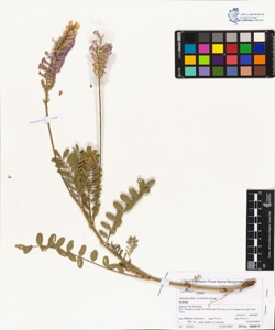 Onobrychis viciifolia Scop.