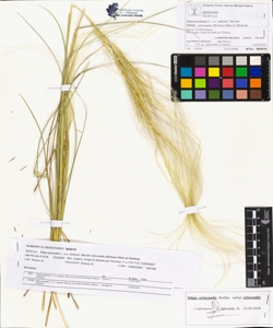 Stipa pennata L. s.s. emend. Steven subsp. eriocaulis (Borbas) Mart.et Ska