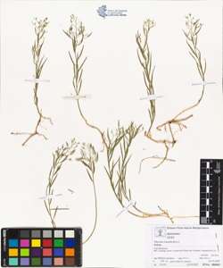 Thes¿um linophyllon L.