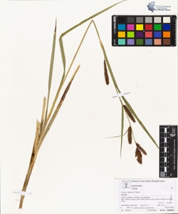 Carex riparia Curtis