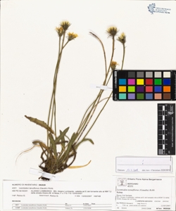 Leontodon tenuiflorus (Gaudin) Rchb.