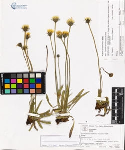 Leontodon tenuiflorus (Gaudin) Rchb.