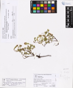 Thymus praecox Opiz subsp. polytrichus (A. Kerner ex Borbas) Jalas