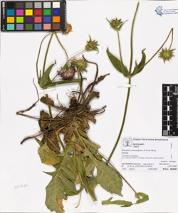 Knautia transalpina (Crist) Briq.