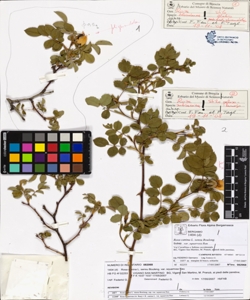 Rosa canina L. sensu Bouleng. var squarrosa Rau