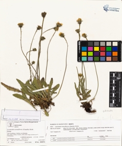 Leontodon tenuiflorus (Gaudin) Rchb.