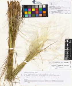 Stipa pennata L. s.s. emend. Steven subsp. eriocaulis (Borbas) Mart.et Ska