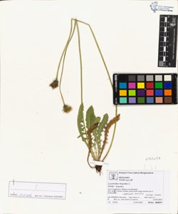 Leontodon hispidus L. subsp. hispidus