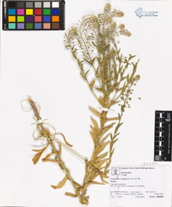 Lepidium campestre (L.) R. Br.