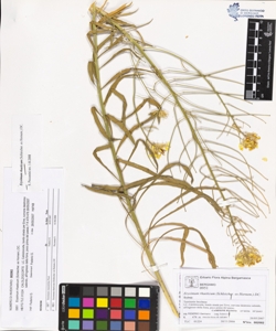 Erys¿mum rhaeticum (Schleicher. ex Hornem.) DC.