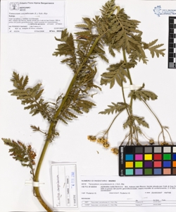 Tanacetum corymbosum (L.) Sch. - Bip.