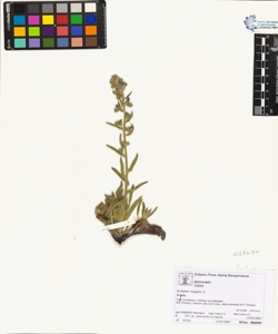 Echium vulgare L.
