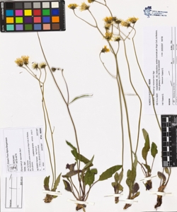 Hieracium gr. murorum Auct.
