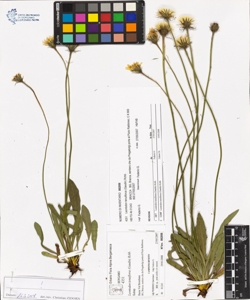 Leontodon tenuiflorus (Gaudin) Rchb.