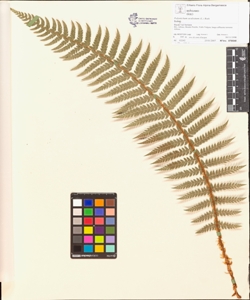Polystichum aculeatum (L.) Roth