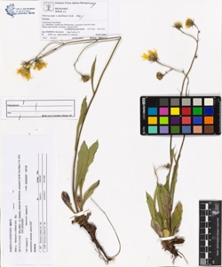 Hieracium x dollineri Sch. - Bip.