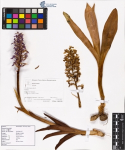 Orchis mascula L.