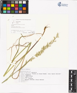Arrhenatherum elatius (L.) Presl