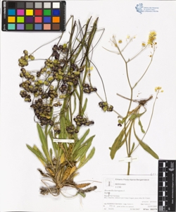Biscutella laevigata L.