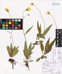 Hieracium x dollineri Sch. - Bip.
