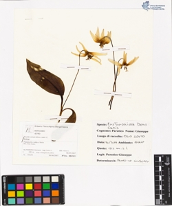 Erythronium dens-canis L.