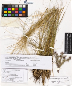 Stipa pennata L. s.s. emend. Steven subsp. eriocaulis (Borbas) Mart.et Ska