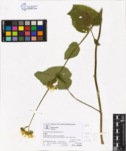 Doronicum pardalianches L.