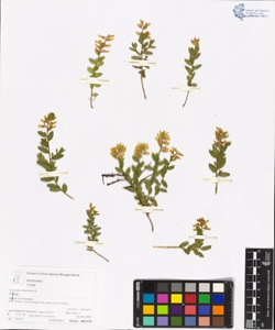 Genista tinctoria L.