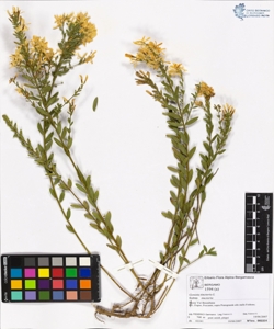 Genista tinctoria L subsp. tinctoria