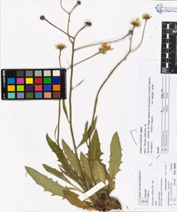 Hieracium x dollineri Sch. - Bip.