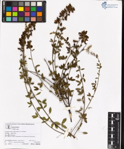 Lembotropis nigricans (L.) Griseb subsp. nigricans