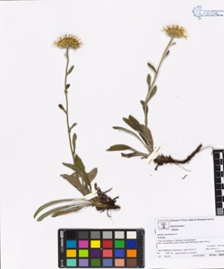 Inula montana L.