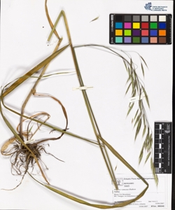Bromus ramosus Hudson