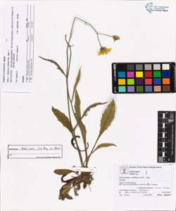 Hieracium x dollineri Sch. - Bip.