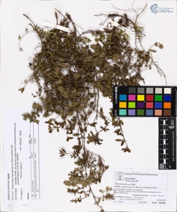 Thymus praecox Opiz subsp. polytrichus (A. Kerner ex Borbas) Jalas