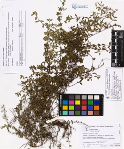 Thymus praecox Opiz subsp. polytrichus (A. Kerner ex Borbas) Jalas