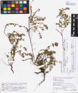 Thymus praecox Opiz subsp. polytrichus (A. Kerner ex Borbas) Jalas