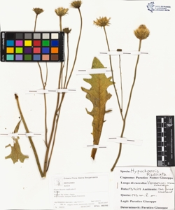 Hypochoeris radicata L.