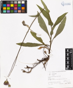 Cirs¿um pannonicum (L.fil.) Link